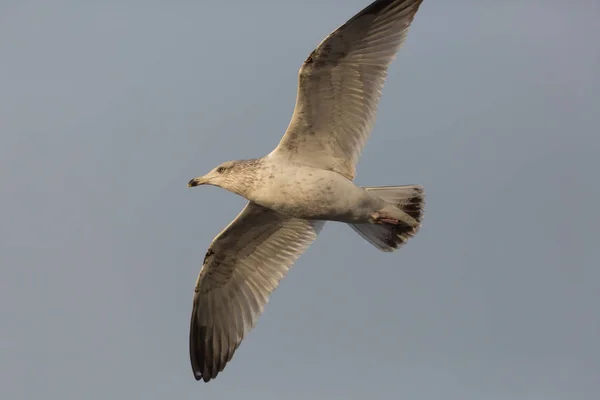 Flygande mås i solljus med grå bakgrund — Stockfoto