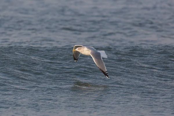 Gaviota natural volando sobre la superficie del agua bajo el sol — Foto de Stock