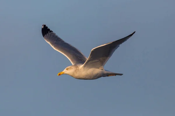 Gros plan Mouette marine isolée en vol, ciel bleu, soleil du soir — Photo