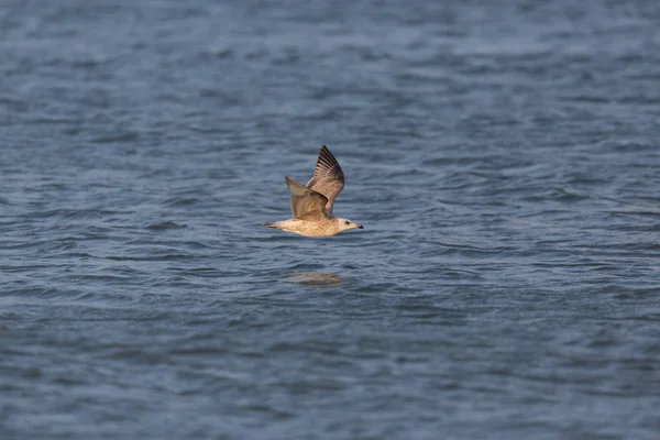 Natural gull flying over blue water surface in sunshine — Stock Photo, Image