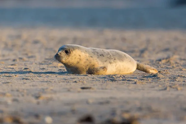 Młoda foka czołgająca się po piaszczystej plaży w słońcu — Zdjęcie stockowe