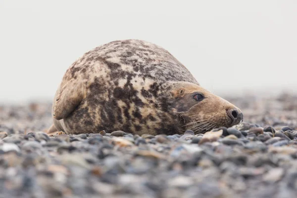 Preguiçoso macho selo cinza (halichoerus grypus) deitado na praia de cascalho — Fotografia de Stock