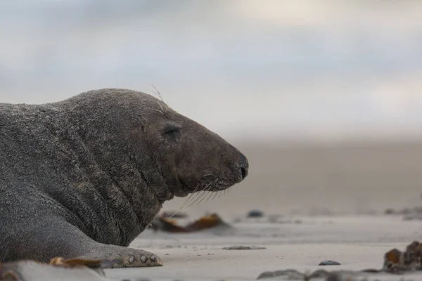 Portrétní mužský šedý tuleň (halichoerus grypus) — Stock fotografie