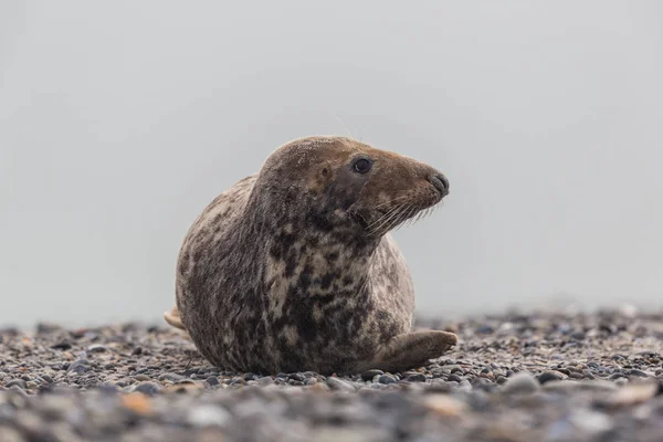 Közeli férfi szürke tömítés (Halichoerus grypus) — Stock Fotó