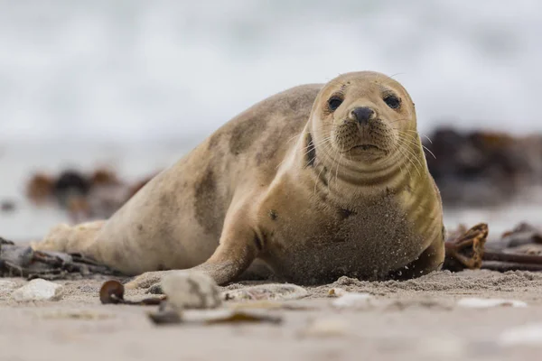 Widok z przodu młodej szarej pieczęci (Halichoerus grypus) na piasku plaży — Zdjęcie stockowe