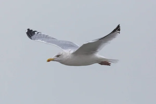 detailed portrait isolated sea gull in flight, white sky