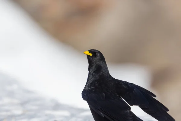 Портрет изолированный альпийский желудок (pyrrhocorax graculus ) — стоковое фото