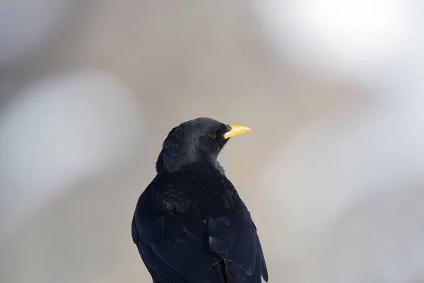 Närbild naturlig alpin Pyrrhocorax (Pyrrhocorax graculus) — Stockfoto