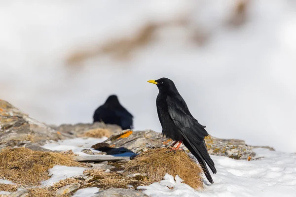 Dois choughs alpinos (pyrhocorax graculus) em pé sobre rocha — Fotografia de Stock