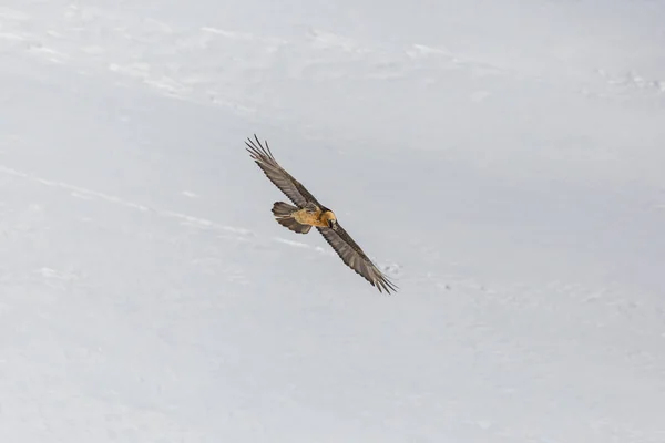 Abutre barbudo adulto (gypaetus barbatus) em voo sobre a neve — Fotografia de Stock