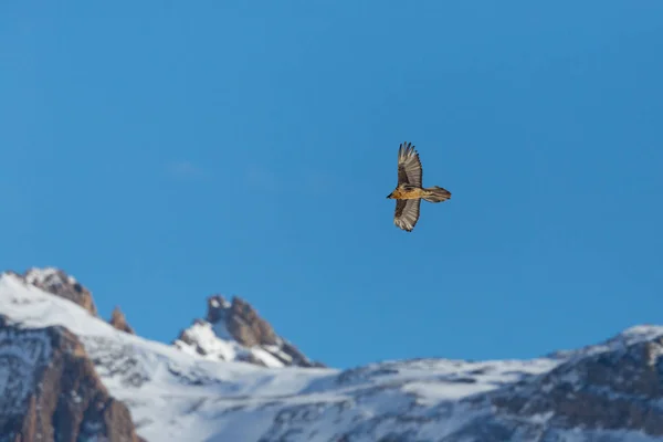 Létající dospělý vousatý supi (Gypaetus barbatus) s horami — Stock fotografie