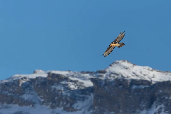 Létající dospělý vousatý supi (gypaetus barbatus) zasněžené hory — Stock fotografie