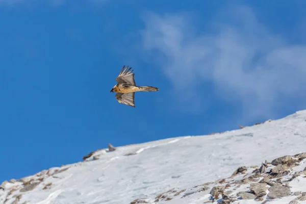 Létající dospělý vousatý supi (gypaetus barbatus), hory — Stock fotografie