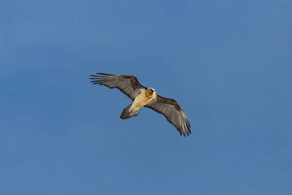Взрослый бородатый стервятник (gypaetus barbatus) в голубом небе — стоковое фото