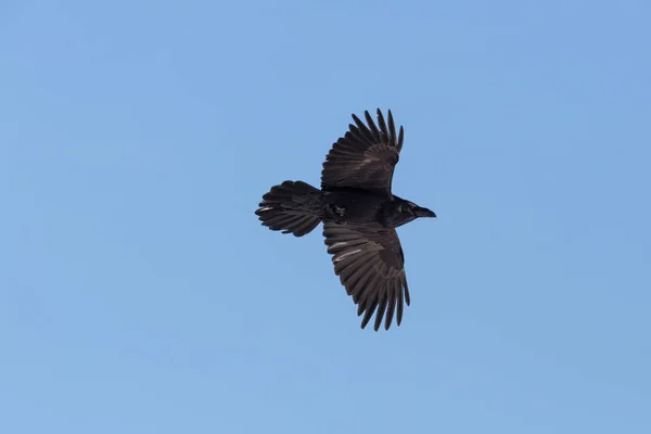 Nahflug-Porträt des Nördlichen Raben (corvus corax)) — Stockfoto