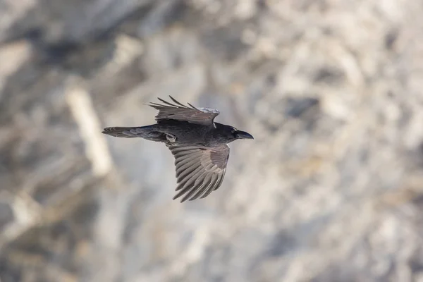 Retrato do corvo-do-norte (Corvus corax) em voo — Fotografia de Stock