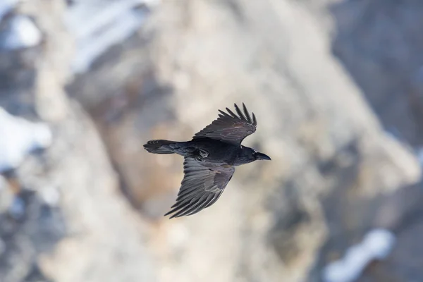 Letový portrét černého severního Ravena (Corvus Corax) — Stock fotografie