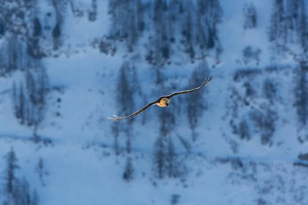 Dospělý vousatý supi (Gypaetus barbatus) v letu, Les — Stock fotografie