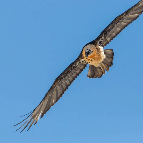 Detailní portrét létající dospělý vousatý supi (gypaetus) — Stock fotografie