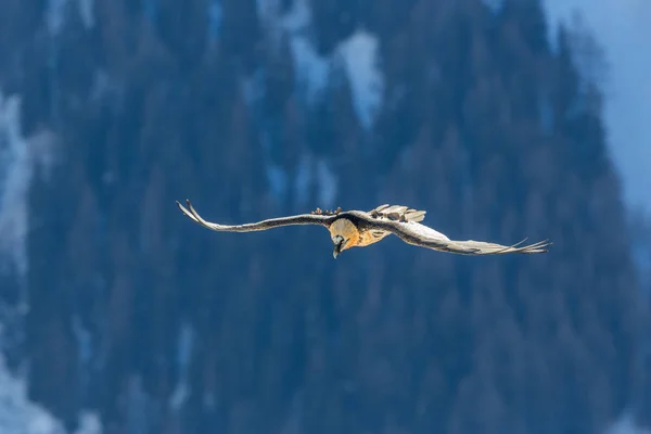 Dospělý vousatý supi (gypaetus barbatus) za letu, zima — Stock fotografie