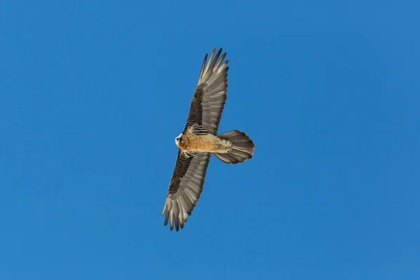 Flying Adult bebaarde Vulture (Gypaetus barbatus) met blauwe lucht — Stockfoto
