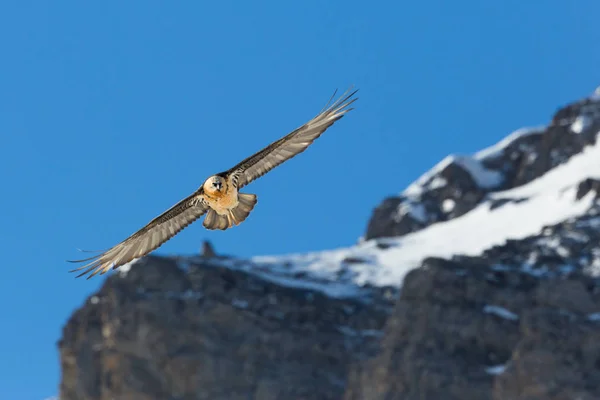 Létající dospělý vousatý supi (gypaetus barbatus) hory — Stock fotografie