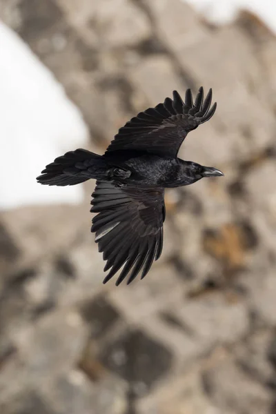 Close-up do corvo do norte (Corvus corax) em voo com rochas — Fotografia de Stock