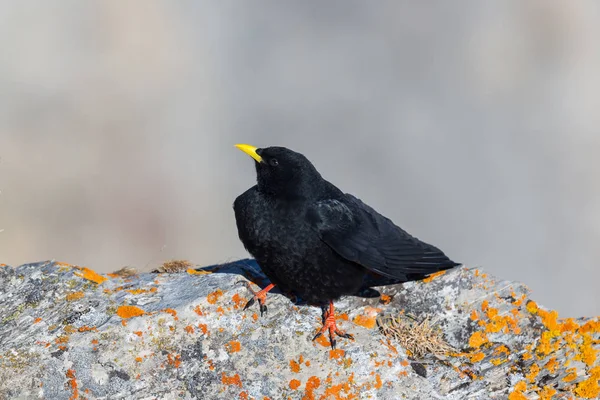 alp chough kuş (pyrrhocorax graculus) ayakta