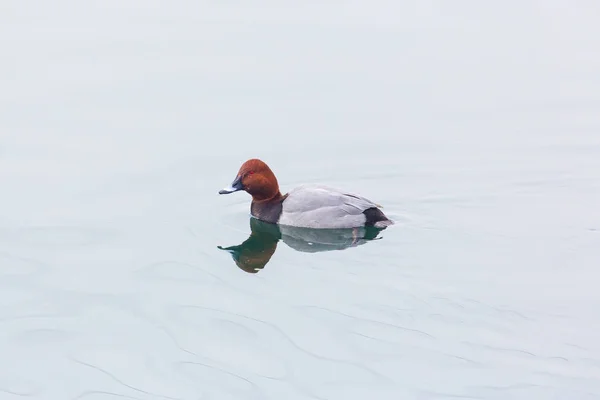 Eurasian male pochard duck (aythya ferina) swimming mirorred — Stock Photo, Image