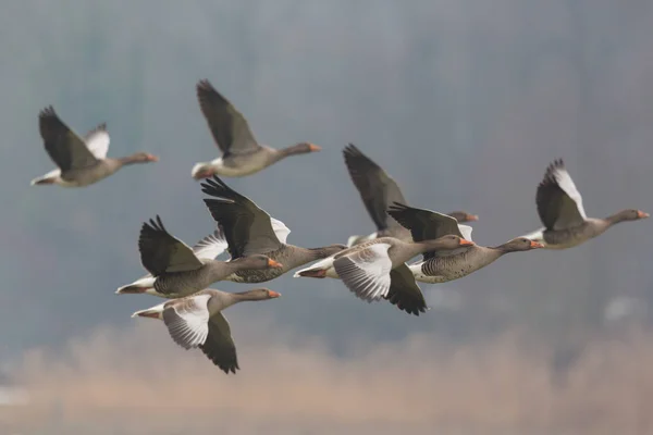 birkaç gri kaz (anser anser) uçan, arka planda ağaçlar