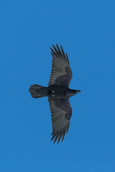 Nahaufnahme fliegender schwarzer Nördlicher Rabe (corvus corax), blauer Himmel — Stockfoto