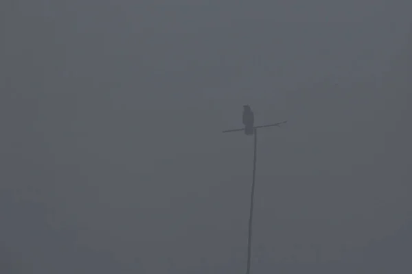 Один канонерський ворон сидить на гілці в тумані — стокове фото