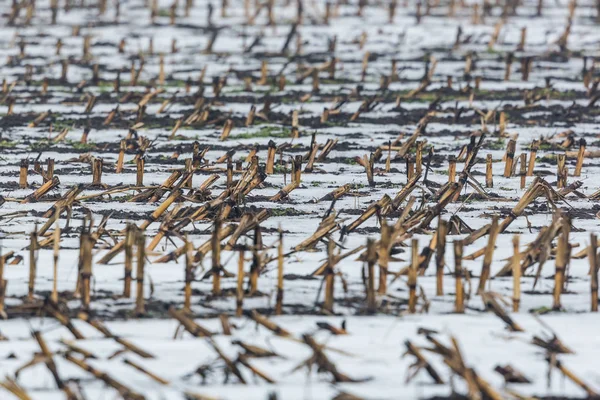 Kukuřičné pole v zimě: strmě v mlze a sněhu — Stock fotografie