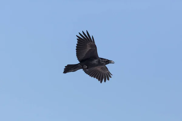 Corvo-do-norte (Corvus corax) em voo com céu azul — Fotografia de Stock