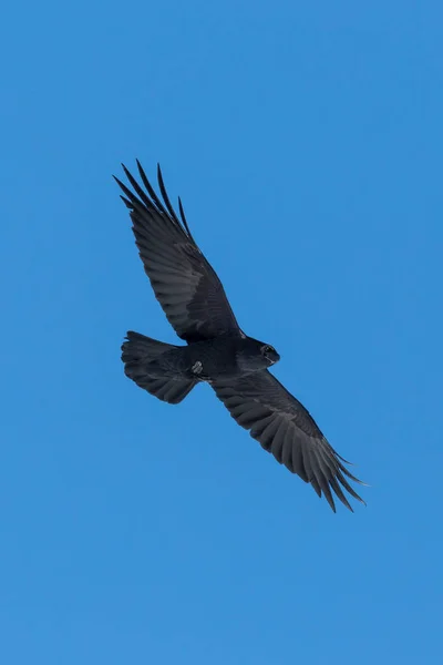 Черный северный ворон птицы (Corvus corax) в полете, голубое небо — стоковое фото