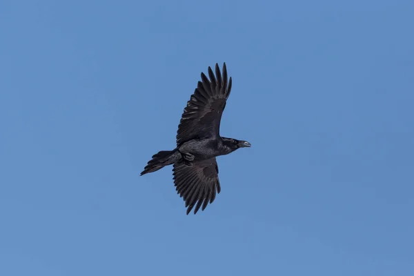 Zblízka v severním ravenu (Corvus Corax) za letu — Stock fotografie