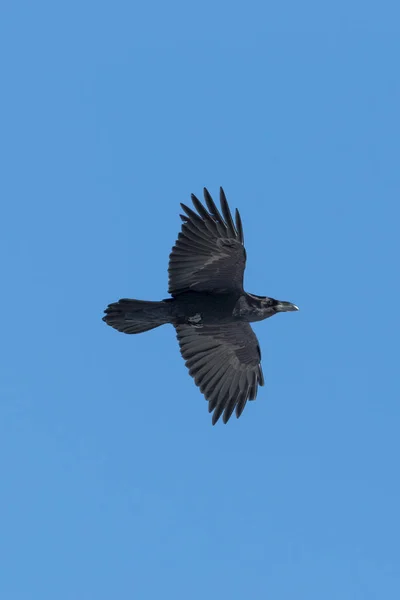 Černý Severní havran (Corvus Corax) v letu, modrá obloha — Stock fotografie