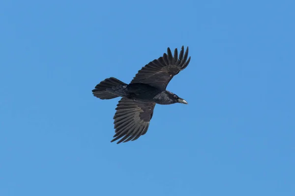 Egy északi Holló (Corvus Corax) repülés közben, kék ég — Stock Fotó