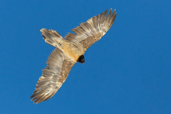 青空を飛ぶ少年ひげハゲワシ(ジパエトゥス・バルバタス) — ストック写真