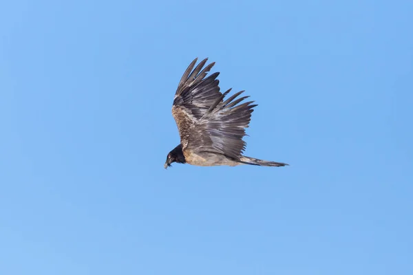 Vedlejší pohled nedospělý vousatý supup (gypaetus barbatus) létající — Stock fotografie