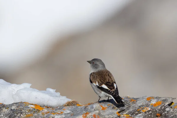 冬に白羽のスノーフィンチ鳥(montifringilla nivalis) — ストック写真