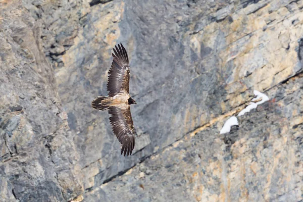 Nedospělý vousatý supup (gypaetus barbatus) v letu — Stock fotografie