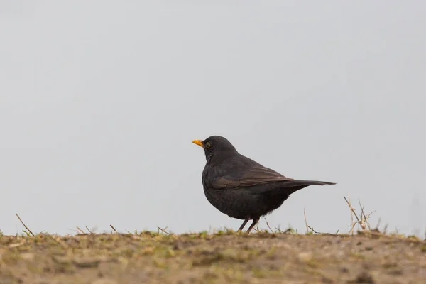 Manlig Blackbird (Turdus merula) stående på marken — Stockfoto