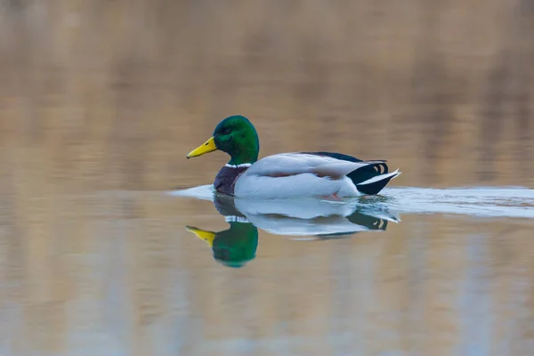 Canard colvert mâle naturel (anas platyrhynchos) nageant — Photo