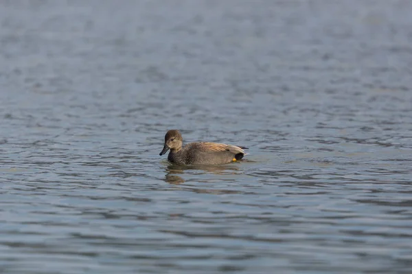 Natação macho gadwall pato (anas strepera ) — Fotografia de Stock