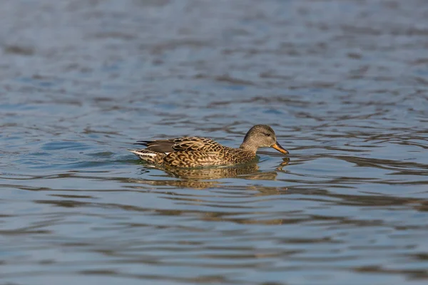 Simning kvinnlig snatterand Anka (Anas strepera) — Stockfoto