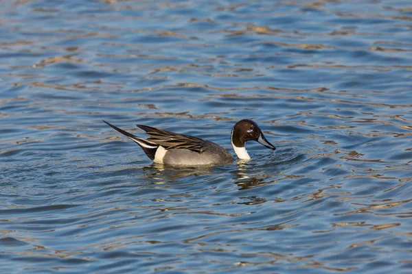 Mannelijke noordelijke Pintail (Anas acuta) zwemmen — Stockfoto