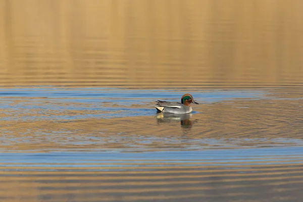 Macho teal comum (anas crecca) nadando ao sol da noite — Fotografia de Stock