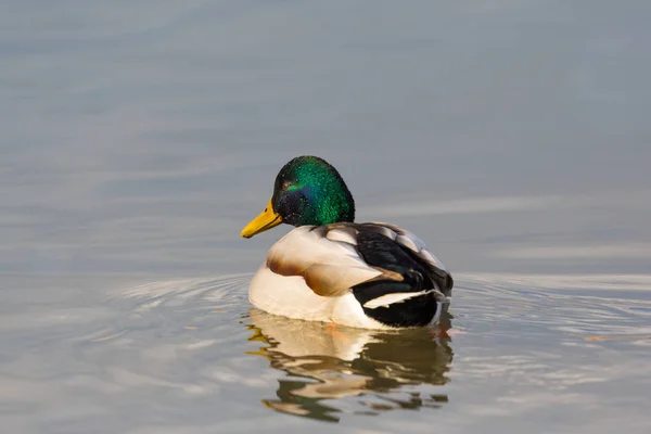 Patos-reais machos naturais (anas platyrhynchos) nadando — Fotografia de Stock