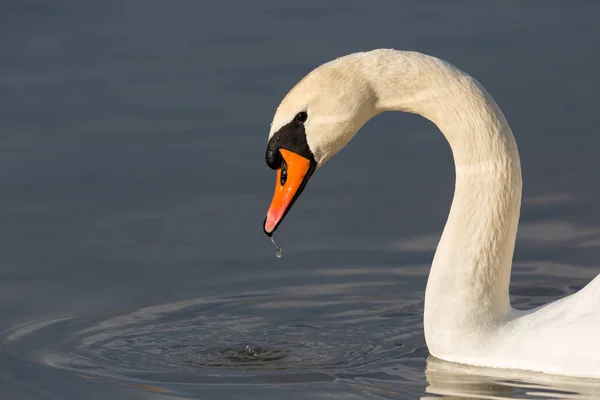 Retrato vista lateral de cisne mudo (cygnus olor ) — Foto de Stock